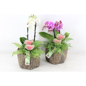 arr2 JS - Ker. pot cirkels Phal. x3