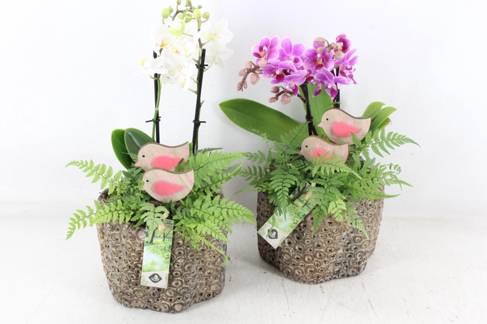 <h4>arr2 JS - Ker. pot cirkels Phal. x3</h4>