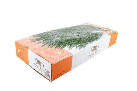 <h4>Phoenix Roebelini 80cm Vac.</h4>