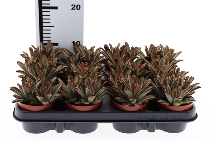 <h4>Kalanchoe NF ...</h4>