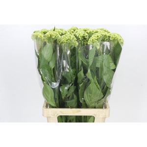 Celosia Cr Bombay Green