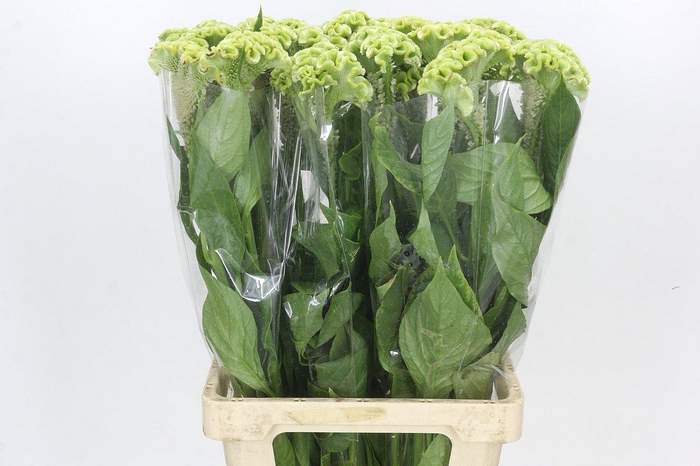 <h4>Celosia Cr Bombay Green</h4>