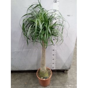 Beaucarnea recurvata