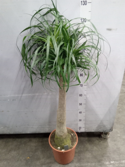 <h4>Beaucarnea recurvata</h4>