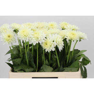 Dahlia SC 'Snow Cap'