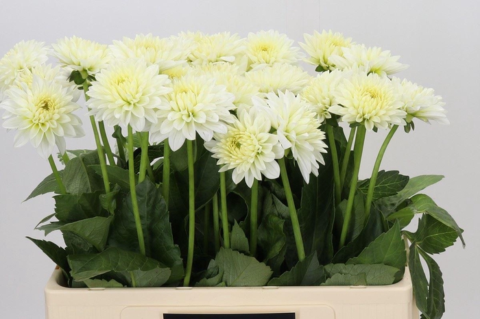 <h4>Dahlia SC 'Snow Cap'</h4>