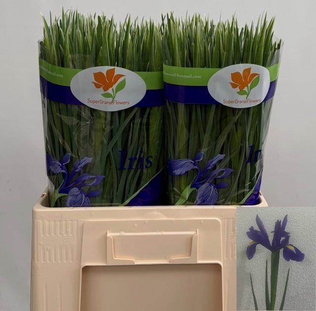 <h4>IRIS BLUE MAGIC</h4>