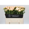 Paeonia In Full Sail