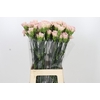 Dianthus St Creola
