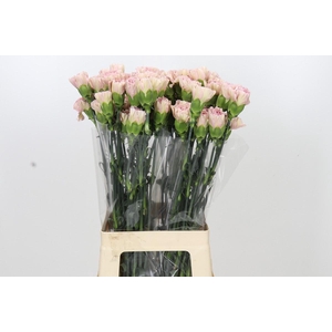 Dianthus St Creola