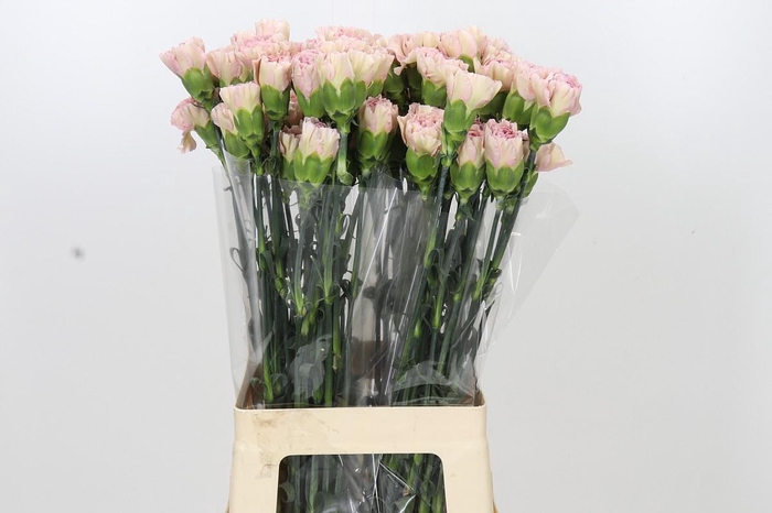 <h4>Dianthus St Creola</h4>