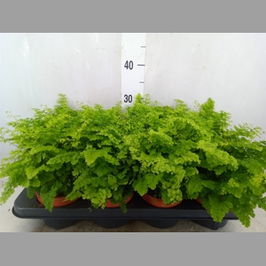 Adiantum raddi. 'Fritz-Luthi'