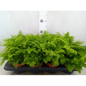Adiantum raddi. 'Fritz-Luthi'