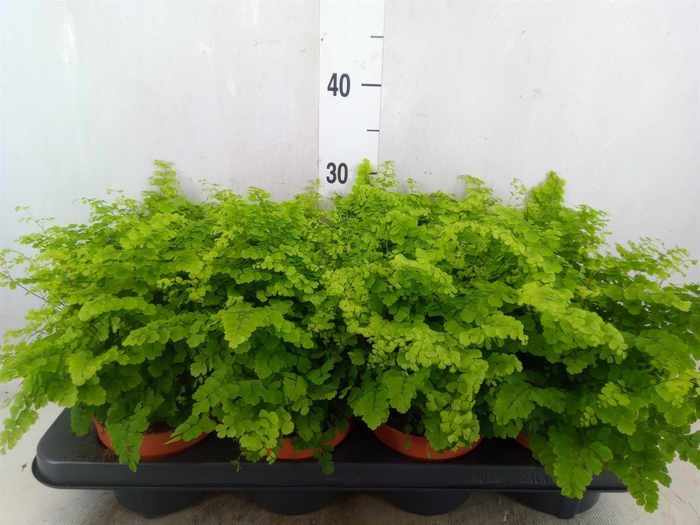 <h4>Adiantum raddi. 'Fritz-Luthi'</h4>