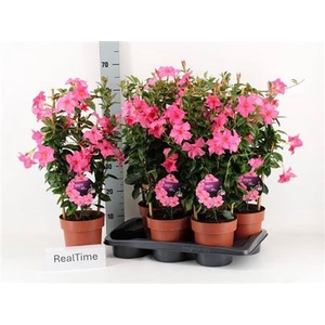 MANDE DI OPA FU FLAM