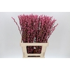 Salix Caprea Snow Flake P. Pink