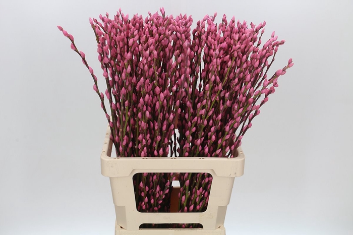 Salix Caprea Snow Flake P. Pink