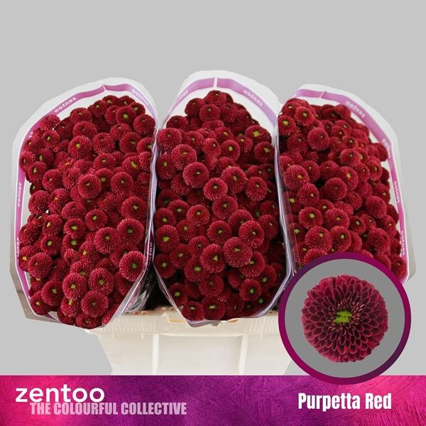 <h4>CHR SAN PURPETTA RED</h4>