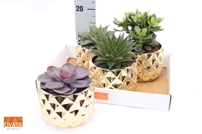 <h4>SUCC GEM 4 SRT</h4>