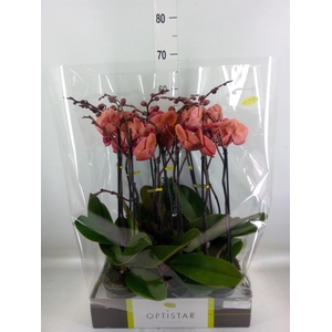 Phalaenopsis   ...orange