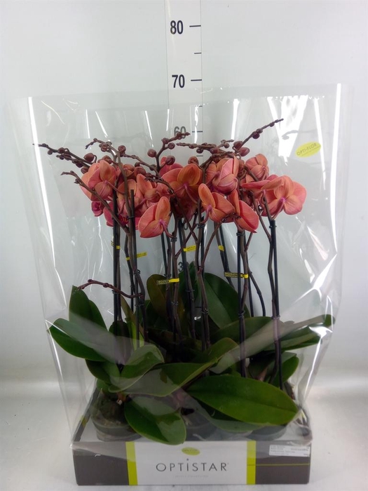 <h4>Phalaenopsis   ...orange</h4>