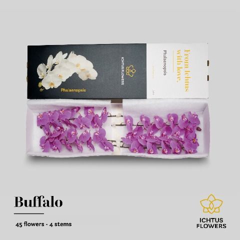 <h4>Phalaenopsis Buffalo</h4>
