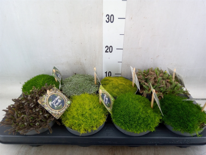 <h4>Vaste pltn   ...       [Perennials]</h4>
