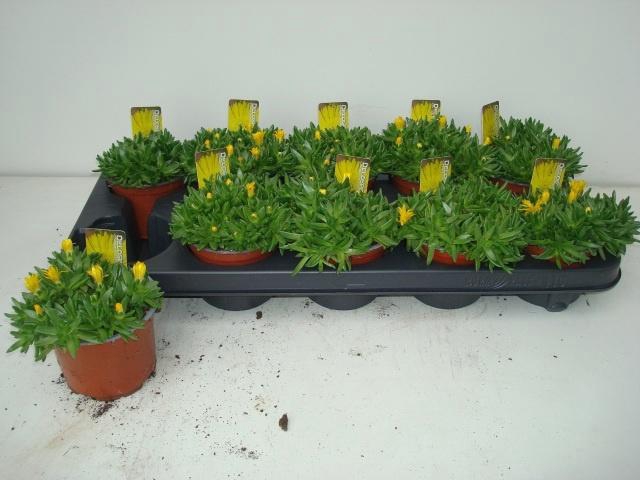 <h4>DELO CONGESTUM</h4>