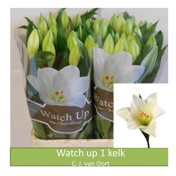 <h4>Li Lf Watch Up</h4>