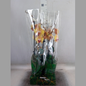 Phalaenopsis   ...