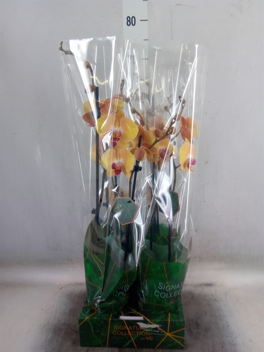 <h4>Phalaenopsis   ...</h4>
