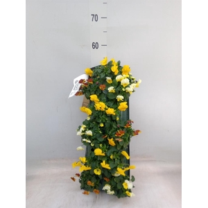 Viola corn. 'Evo Mini'   ...mix