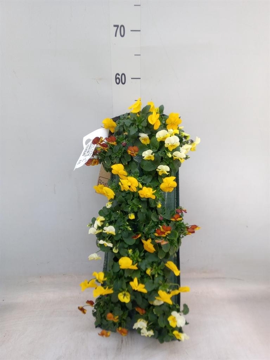 <h4>Viola corn. 'Evo Mini' ...mix</h4>