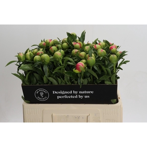 Paeonia Pink Hawaiian Coral