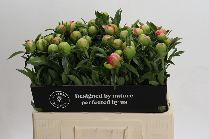 <h4>Paeonia Pink Hawaiian Coral</h4>