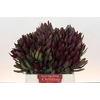 Leucadendron Saf Sunset Dark R.