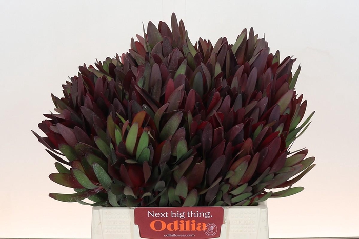 <h4>Leucadendron Saf Sunset Dark R.</h4>