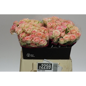 Rosa Tr Azore