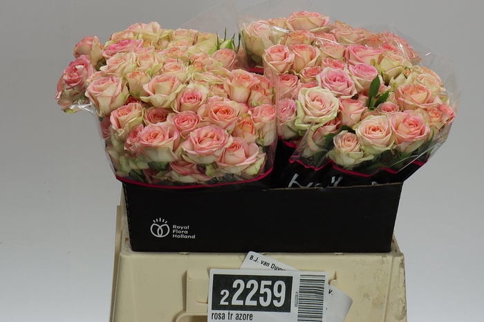 <h4>Rosa Tr Azore</h4>