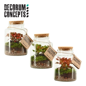 Terrarium Neptunus (Decorum concepts)