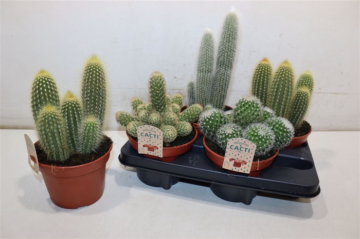 <h4>Cactus Gem</h4>