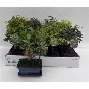 Bonsai Gem Outdoor