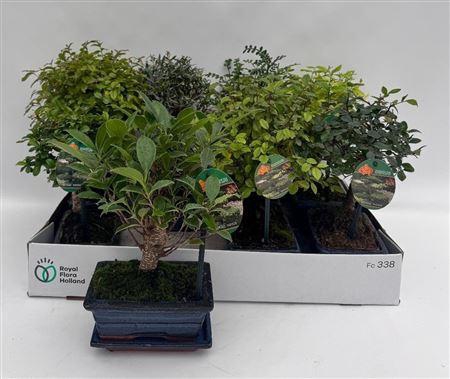 <h4>Bonsai Gem Outdoor</h4>