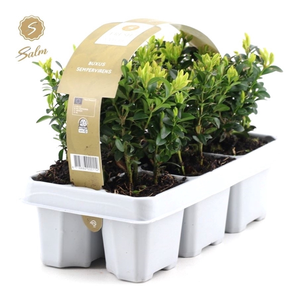 <h4>Buxus semp. 6-Pack</h4>