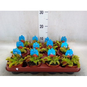 Dionaea muscipula
