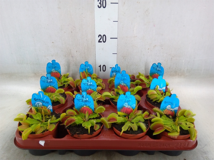 <h4>Dionaea muscipula</h4>