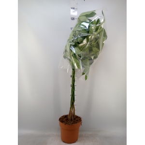 Pachira aquatica