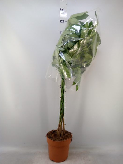<h4>Pachira aquatica</h4>