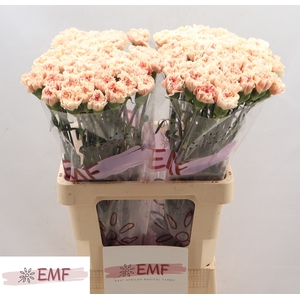 Di St Apple Tea EMF