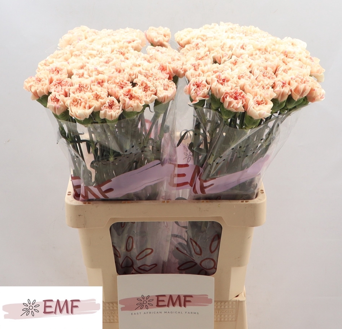 <h4>Di St Apple Tea EMF</h4>